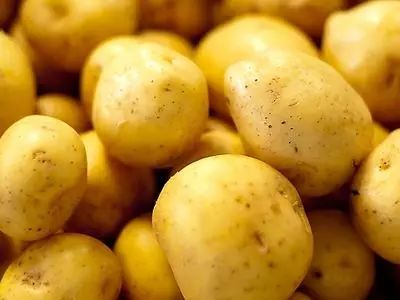 甘肃定西土豆最新价格