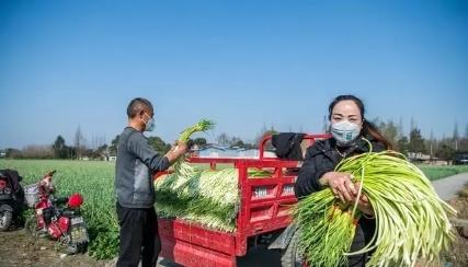 蒜苔产地价格最新行情