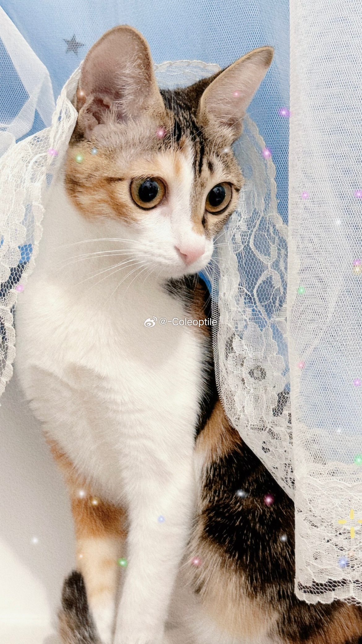 猫米最新网，数字时代的猫鼠游戏与信息传播的革新纪元