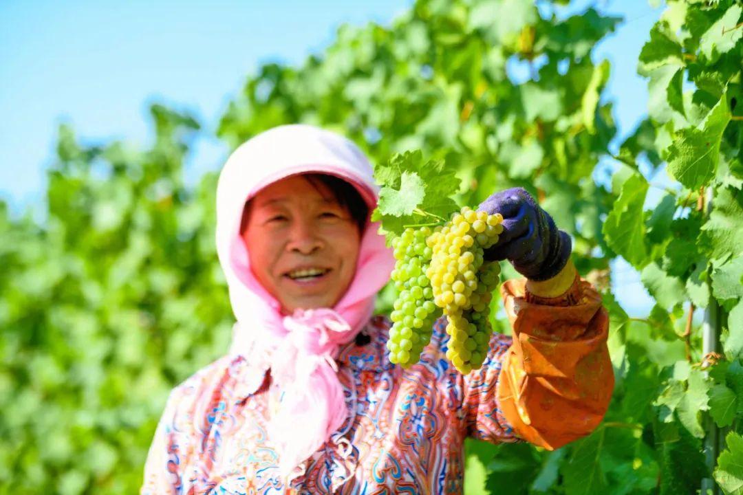 宁夏贺兰山东麓葡萄酒价格