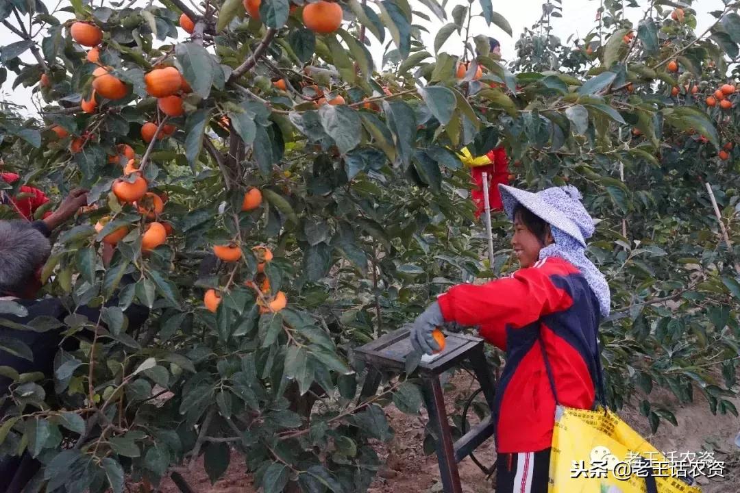微生物菌肥价格