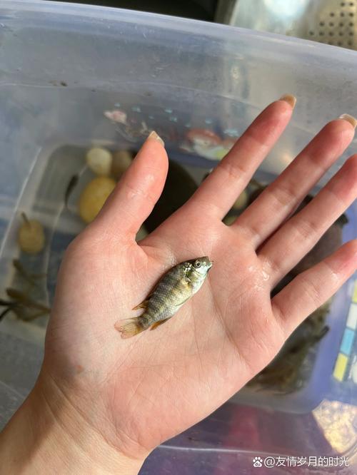 广东桂花鱼最新价格