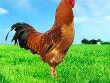 山东麻鸡价格最新行情