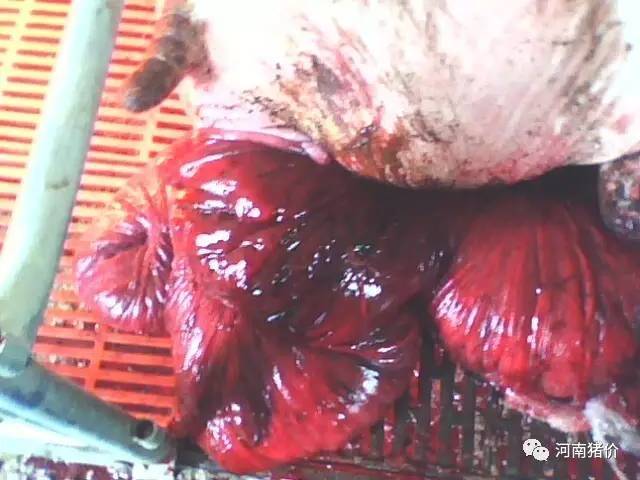 脱肛拽出的最新视频