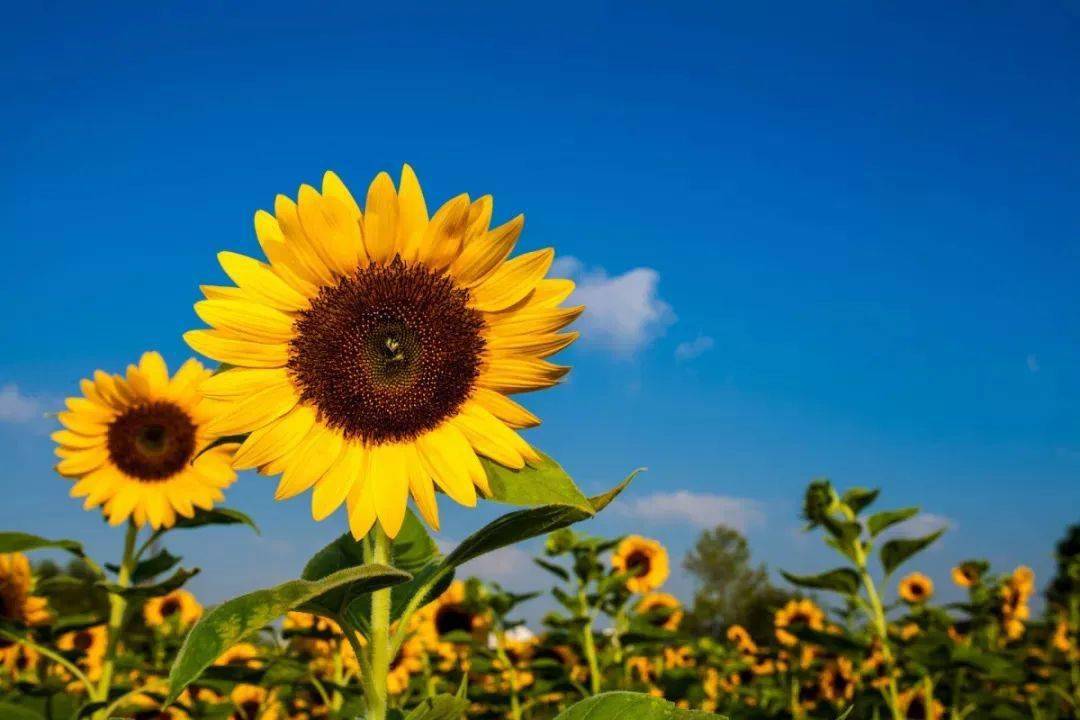 全国葵花价格最新行情