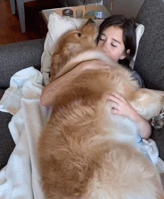 萌宠成长记，最新金毛幼犬训练视频公开，训练新篇章开启！