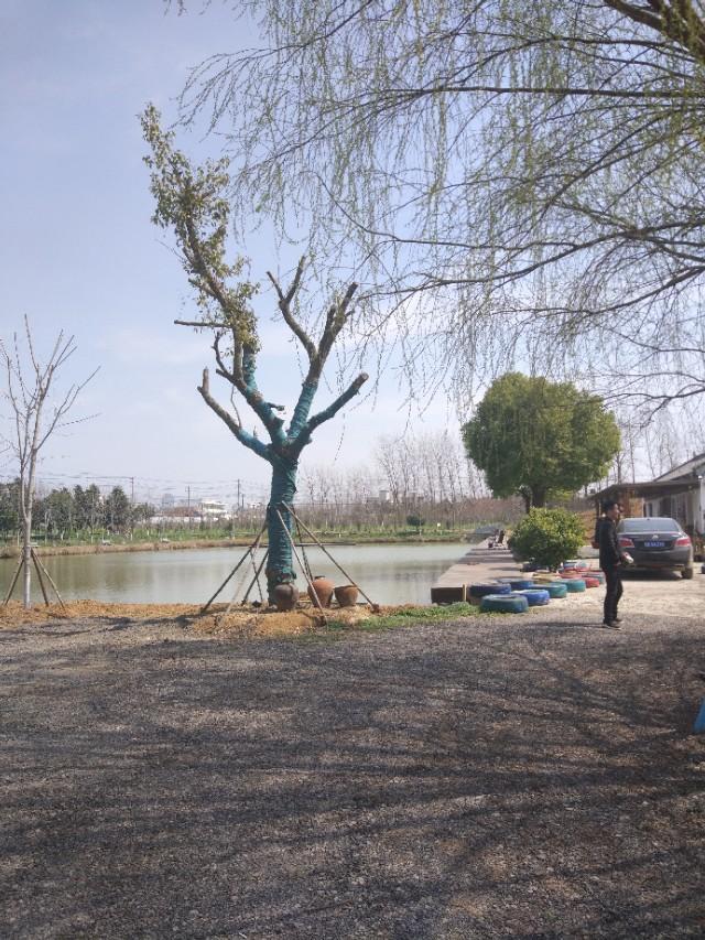 合肥天气最新动态与小巷探秘，特色小店探险之旅